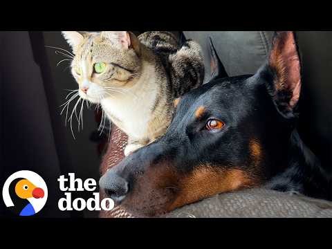 Doberman Discovers Tiny Kittens In His Shed And Falls In Love | The Dodo