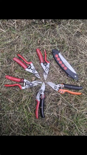 Rajat Negi on Instagram: "Pruning time.. #applecutting #treelove"