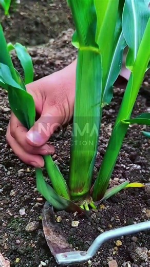 Low-Cut Pruning: Managing Corn Runners! 🌽