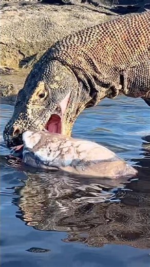 the sadistic way the Komodo dragon preys😱😱😱