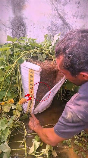 Cultivation of potato inside sack || #trending #shortvideo