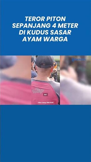 Teror Piton Sepanjang 4 Meter di Kudus Sasar Ayam Warga