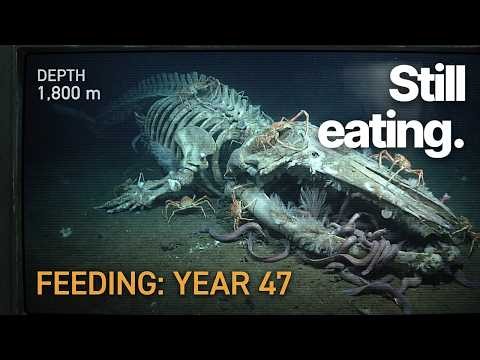 What Really Happens When a Whale Sinks to the Bottom