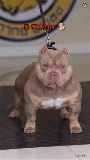 20 days🐾 to 10 months ❤️American bully Cute Puppy Transformation #doglover542 #viral #dog #ytshorts