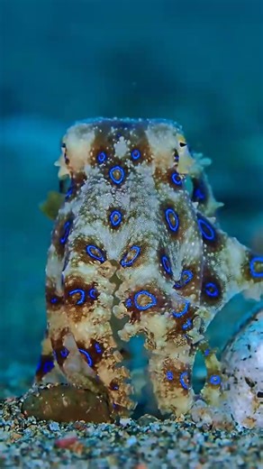 Beautiful but Deadly The Blue Ringed Octopus