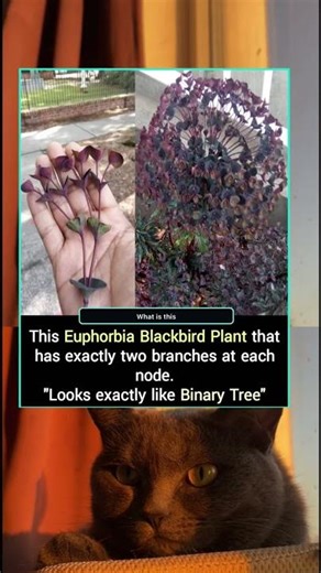 A Living Binary Tree 🌿 #NatureMath #UniquePlants