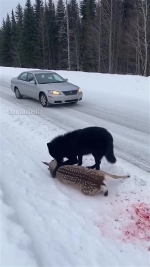 A heroic roadside intervention was captured on camera as a driver rescued a fawn from a wolf attack on a snowy mountain pass. Dateline: Aspen, Colorado - December 15, 2025. The footage shows a large black wolf pinning a small fawn to the icy ground near a parked car. The driver jumped out of his sedan and charged the predator with a tire iron, successfully striking the wolf and driving it away. The fawn was able to scramble free and escape into the dense forest. Wildlife officials advise against