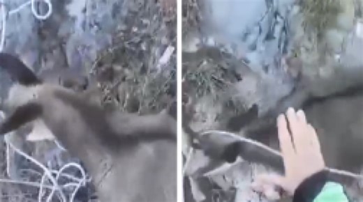Il camoscio è bloccato da una corda sulla parete di roccia: il salvataggio spettacolare con l'elicottero