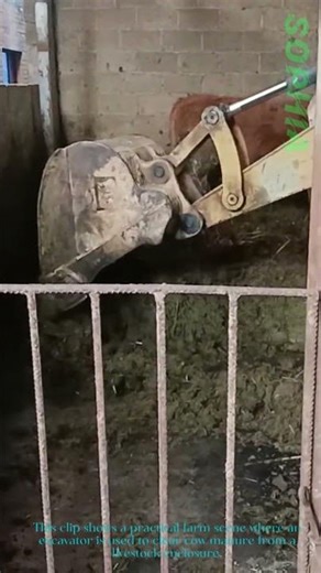 Excavator Cleans Cow Manure: Farm Work Gets a Heavy Machinery Boost