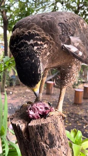 #Hawk #Eagle #Owl #Wildlife #Animal #EagleHawkOwl hawk vs snake, Owl vs snake fight, Eagle Vs Snake,