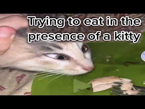 Cat Memes