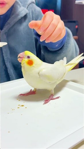 まろルクチャンネル｜オカメインコ “ まる ” の日常。その4｜2026.03.21｜Shot On Apple iPhone 15 Pro Max｜#shorts
