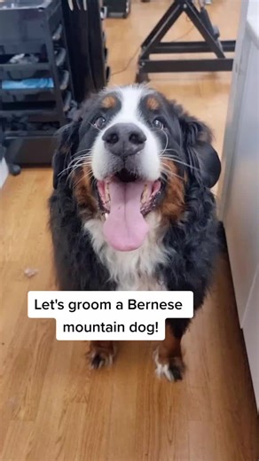 Grooming a Bernese Mountain Dog