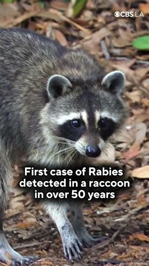 First case of rabies detected in a raccoon in over 50 years