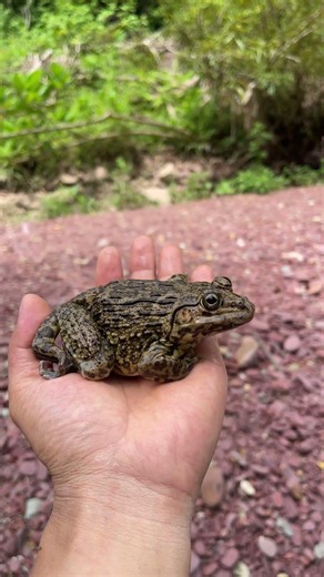 The Growth Process of Frogs and Lizards