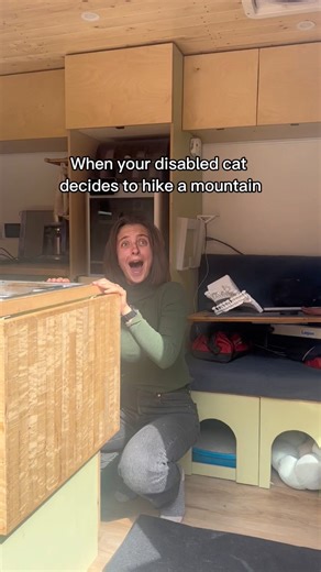 When your disabled cat decides to hike a mountain | Morley Kert