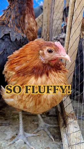 This Fluffy Chicken Looks Like a Ball of Fur! 😍🐔 | Cutest Puffy Chicken Ever