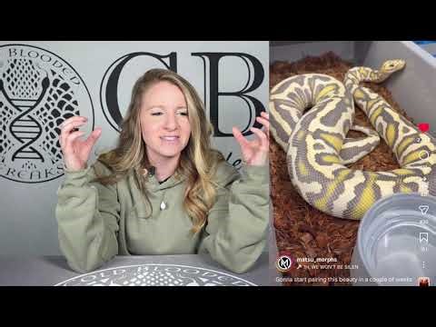 BEST Ball Python Combos We Have EVER Seen!