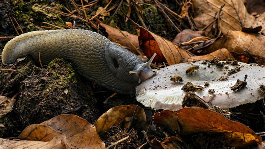 A slug approached this mushroom - then this happened