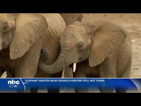 Roaming elephant still at large at Oshivelo - nbc
