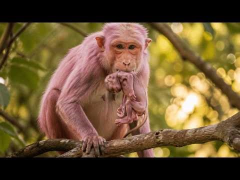 Your Ultimate Relaxation: Cute Baby Monkey Live Stream with Endless Smiles!