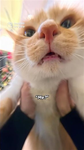 Testing the New GO Ultra Micro Lens with My 🐱 | Insta360 GO Ultra