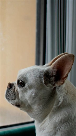 What happens to a dog's mental health when it is left alone?