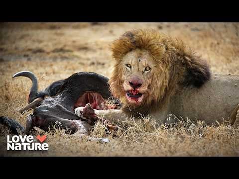 Hyenas Face-off with Lions | Attack and Defend 101
