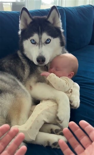Husky and Baby Hug Time 🥹 Sheldon Wraps Paw Around Leonard
