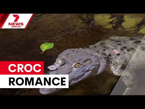 Melbourne Zoo's crocodile matchmaking mission | 7NEWS
