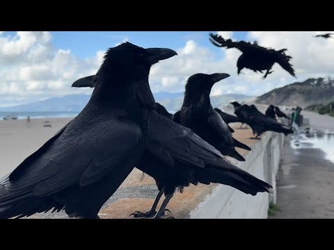 Ravens in the wind and rain Ocean Beach, San Francisco #birds #ravens