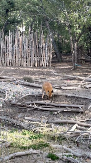 A Fox Found My Compost Bed 🦊