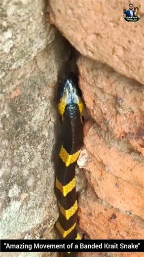 "Amazing Movement of a Banded Krait Snake" #snake #wildliferescue #wildlifeentertainment #wildlife