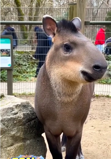 Have You Ever Seen This Animal Before? | Real or What™ A handheld video filmed at a public zoo captures an animal that looks completely real — yet unfamiliar to a lot of people watching. Nothing about the moment feels staged. Just a calm animal, natural behavior, and a camera that happens to be in the right place at the right time. So what do you think — have you seen this animal before, or does something about it feel off? Drop your thoughts below and tell us: real… or what? —— #re#realorwhata#
