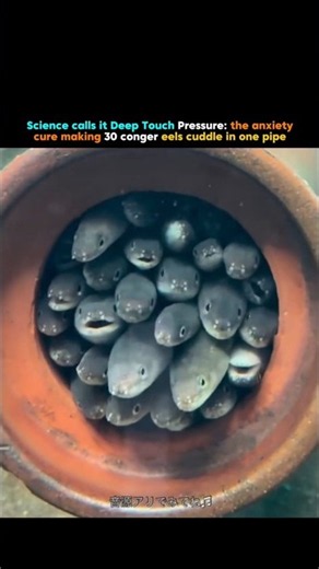 30 Eels, 1 Tiny Pipe 😳