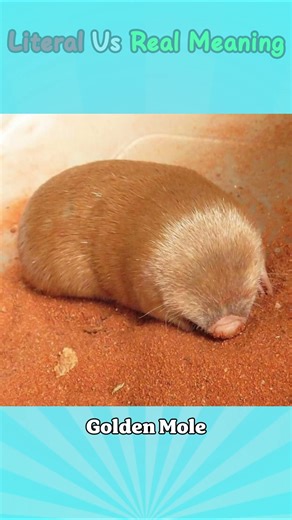 Literal vs Real Meaning of English Compound Words | Part 105