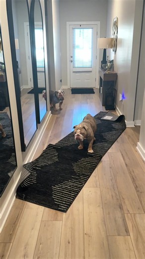 @Finn & Friends 🐾 he in fact did not pee pee😂😂😂 | finn