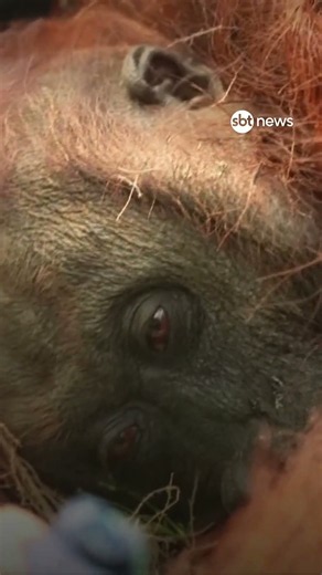 Orangotango desmaia por fumaça e é resgatado na Indonésia