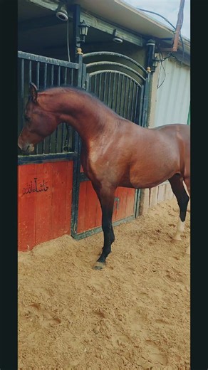 ‏#سيف_العز #sef_aleiz #مربط_العز_aleiz_stud