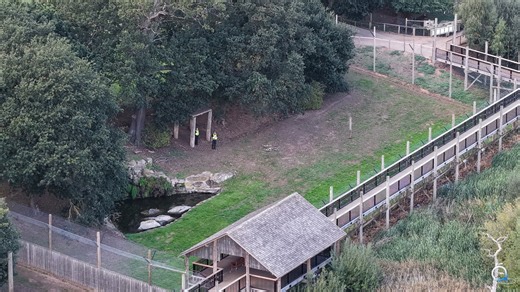 Terrified families tell of horror after tiger mauls man to death at UK park