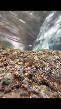 The most astonishing place for them is precisely their spawning grounds. #wildlife #animals