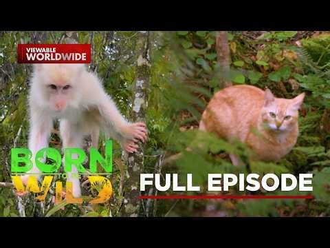 Rare White Monkey in Sultan Kudarat and the Stray Cats of Mt. Apo | Born To Be Wild (Full Episode)