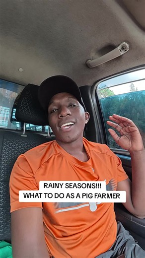 🌧️ RAINY SEASON! WHAT SHOULD YOU DO AS A PIG FARMER? 🐖 The rainy season comes with its own challenges in pig farming. Poor drainage, cold housing, damp floors and wet feeds can lead to diseases, slow growth and increased production costs. As a farmer, here are some things you need to do to keep your pigs safe and your farm running smoothly. 👇 1. Check Your Drainage System 🌧️ Ensure all drainage channels are clear and water flows away from the pig pens. Stagnant water creates a dirty environm