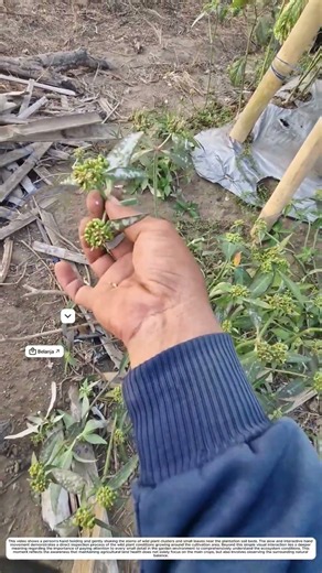 Botanical Selection: How Direct Gathering Turns Wild Plants Into Useful Produce 