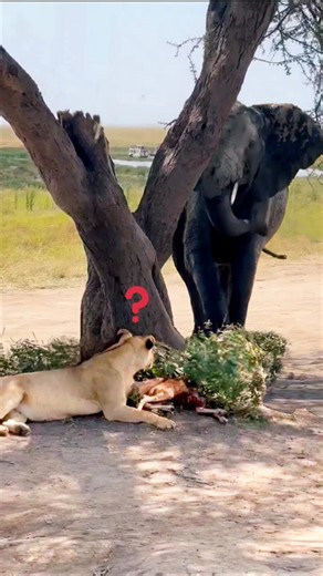 Who is the king?... The lioness vs the African elephant's