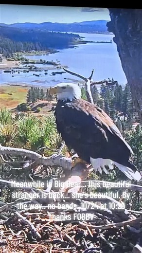 Big Bear eagle returns — sighting on 10/29 at 10:29