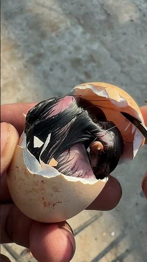 This is how i Come to life