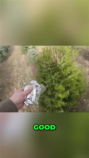 Tree Planting: Fixing Damaged Tops for Growth #shorts