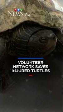 Turtle Taxi network relays injured turtles