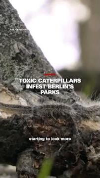 Toxic caterpillars infest Berlin's parks